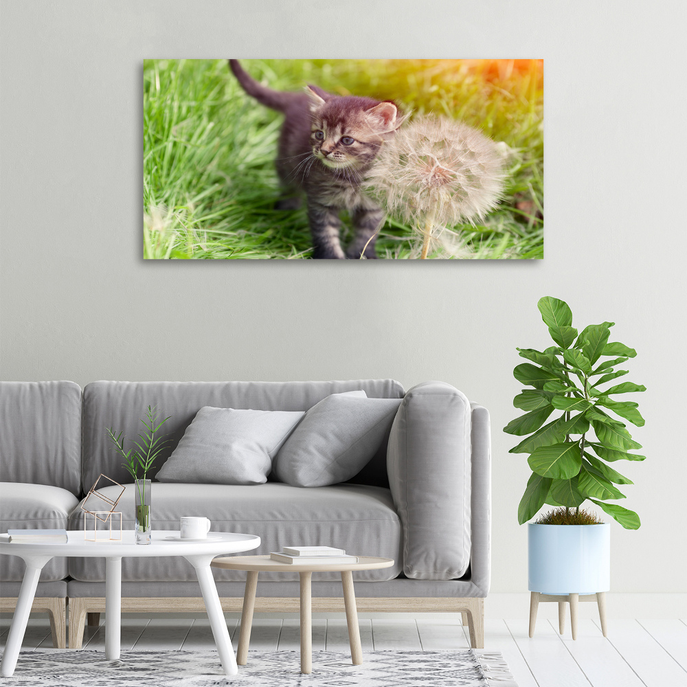 Foto obraz na plátně Kočka pampeliška