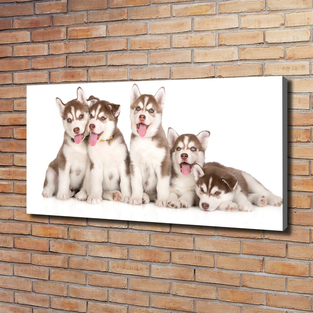 Foto obraz na plátně Štěňata Husky