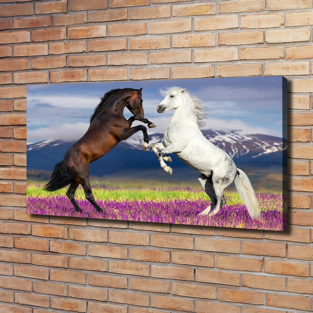 Foto obraz na plátně do obýváku Koně hory