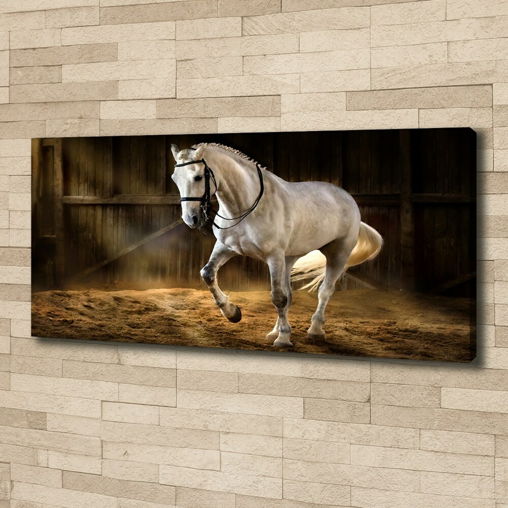 Foto obraz tištěný na plátně Bílý kůň ve stáji