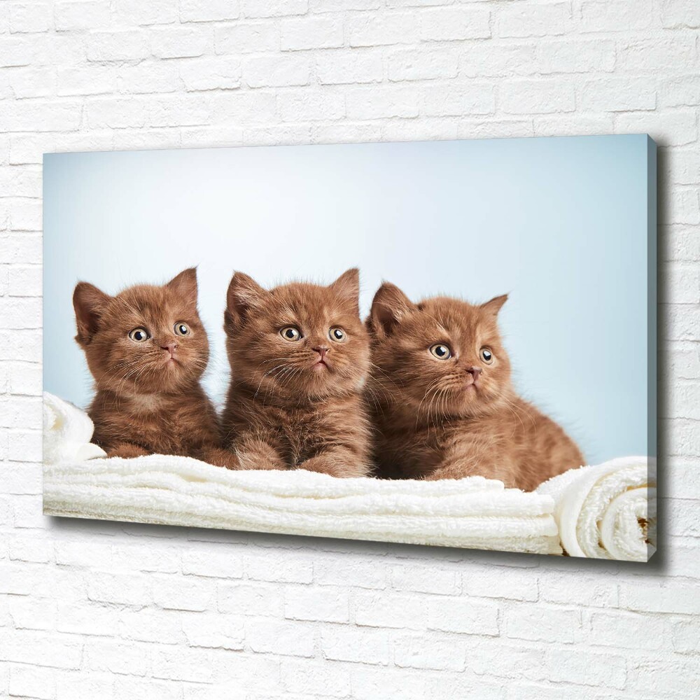Foto obraz na plátně do obýváku Kočky na ručníku