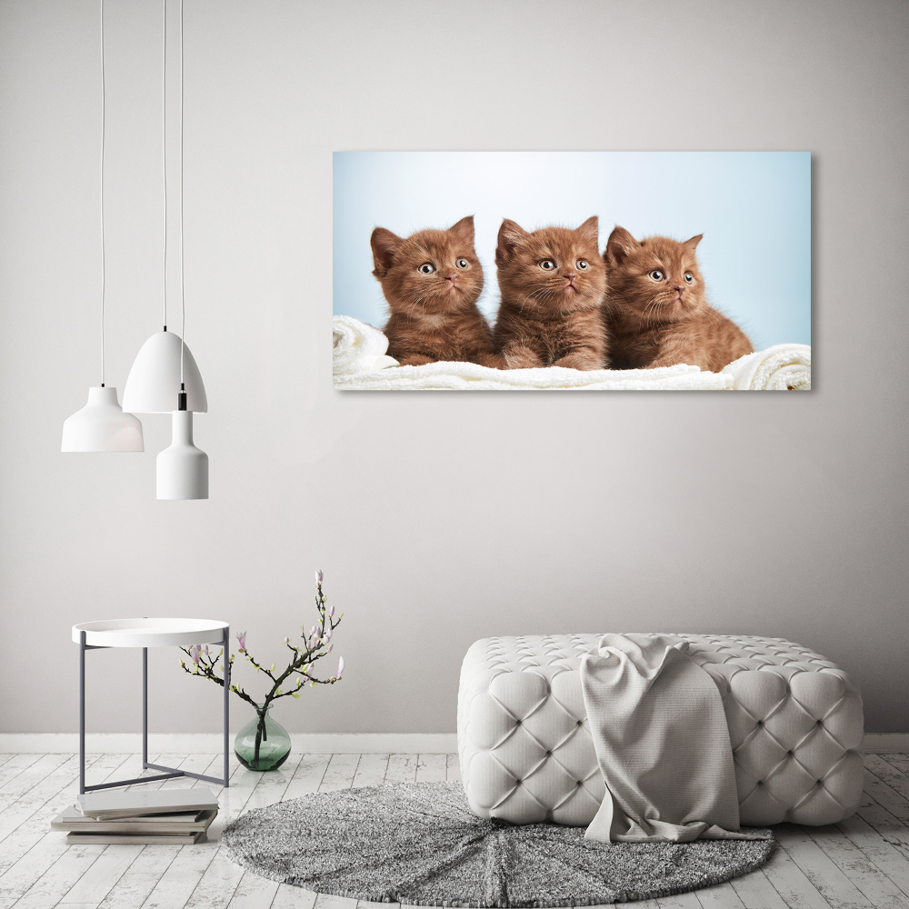 Foto obraz na plátně do obýváku Kočky na ručníku
