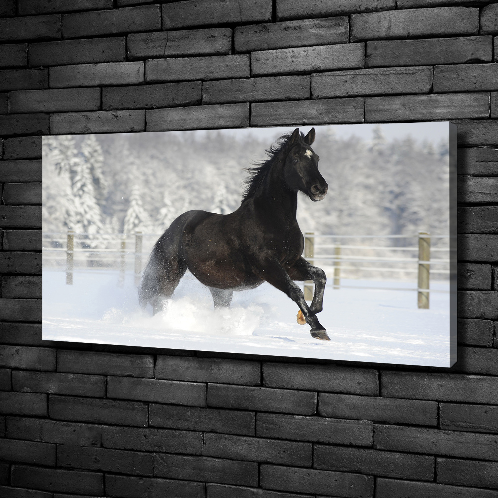 Foto obraz canvas Kůň ve cvalu sníh