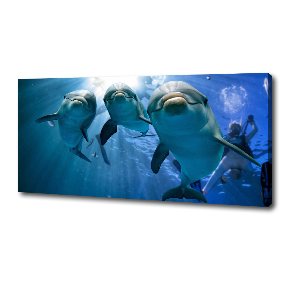 Foto obraz canvas Tři delfíni