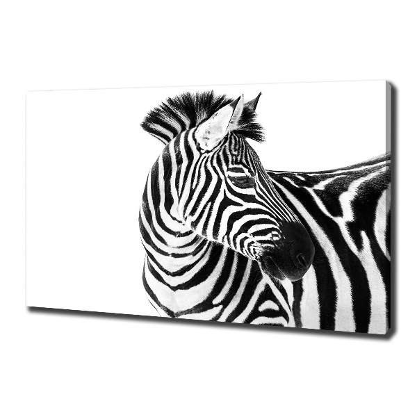 Foto obraz canvas Zebra ve sněhu