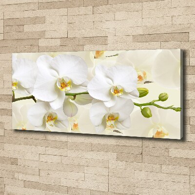 Foto obraz na plátně Orchidej