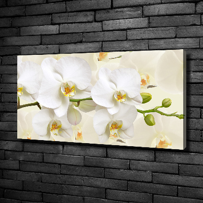 Foto obraz na plátně Orchidej