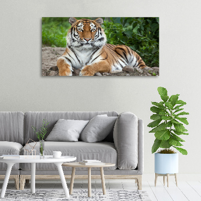 Foto obraz na plátně Tygr ussurijský
