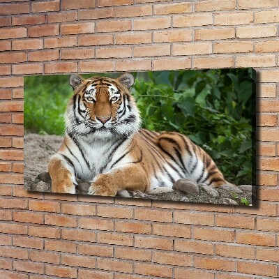Foto obraz na plátně Tygr ussurijský