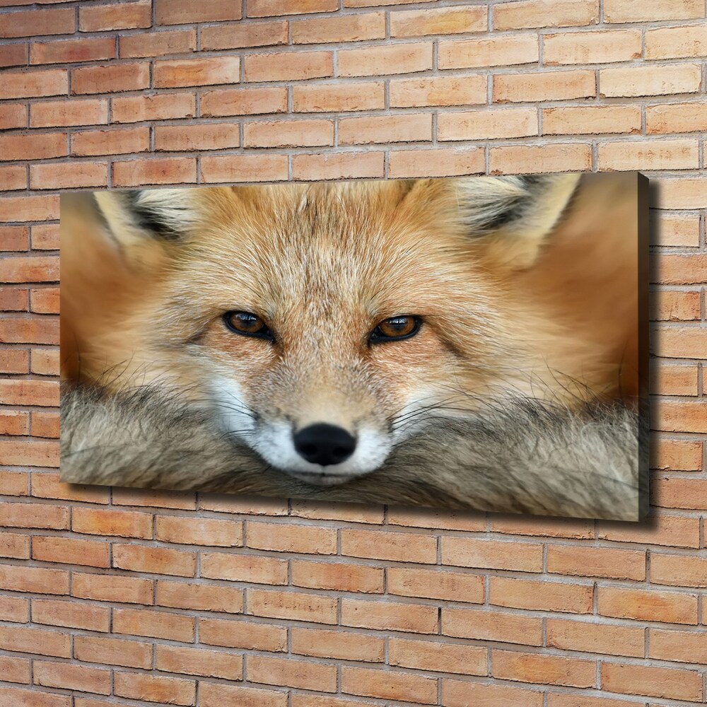 Foto obraz na plátně do obýváku Liška