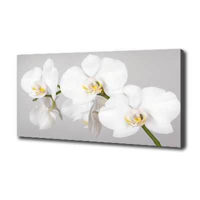 Foto obraz canvas Orchidej