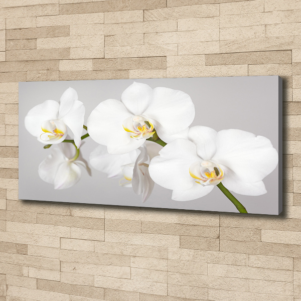 Foto obraz canvas Orchidej