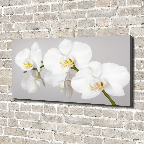 Foto obraz canvas Orchidej