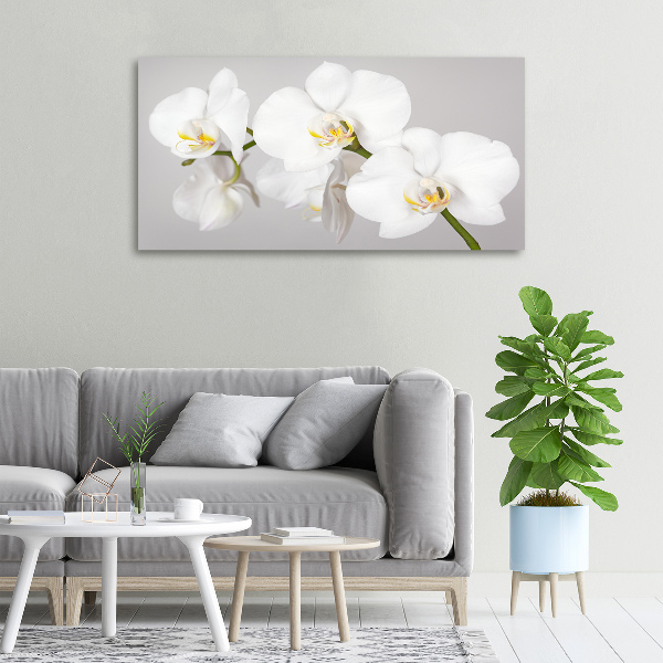 Foto obraz canvas Orchidej