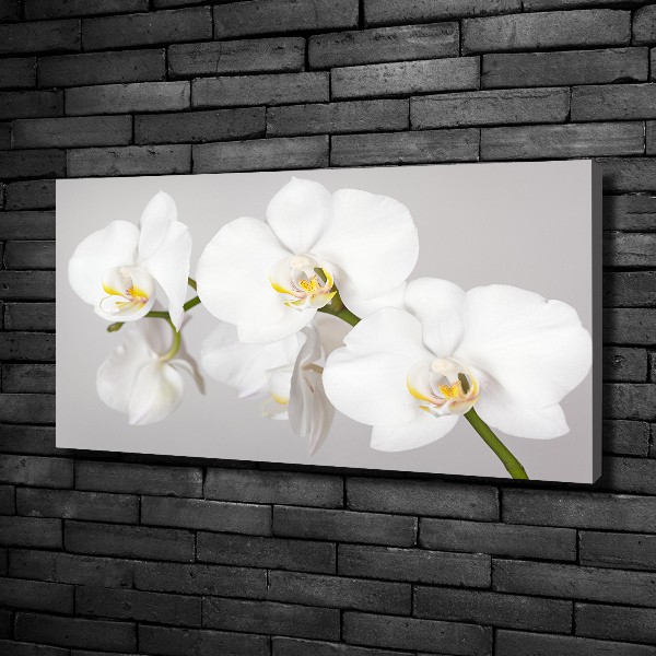 Foto obraz canvas Orchidej