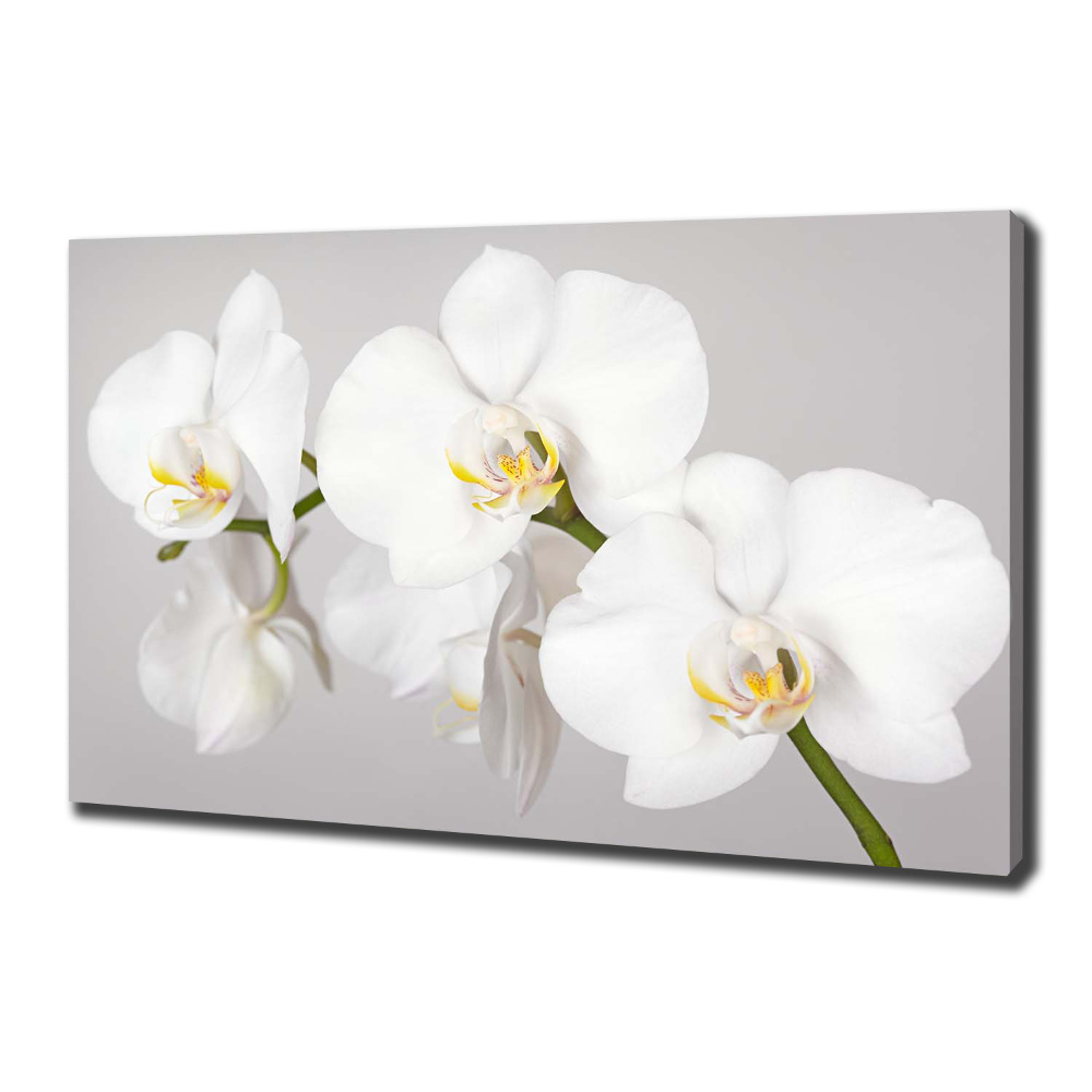 Foto obraz canvas Orchidej