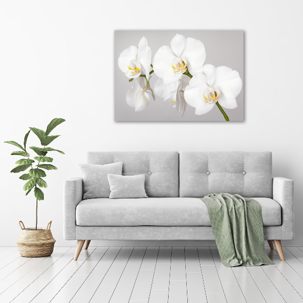 Foto obraz canvas Orchidej