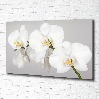 Foto obraz canvas Orchidej