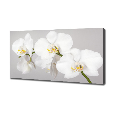 Foto obraz canvas Orchidej