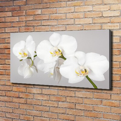 Foto obraz canvas Orchidej