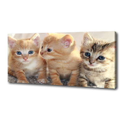 Foto obraz na plátně Malé kočky