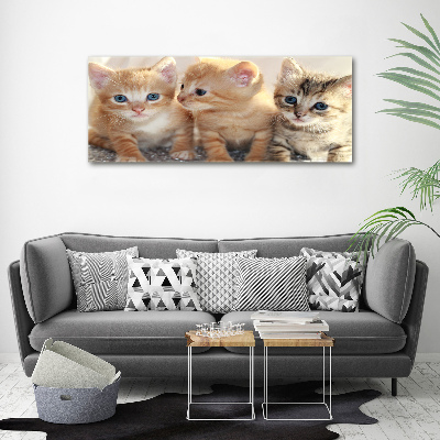 Foto obraz na plátně Malé kočky