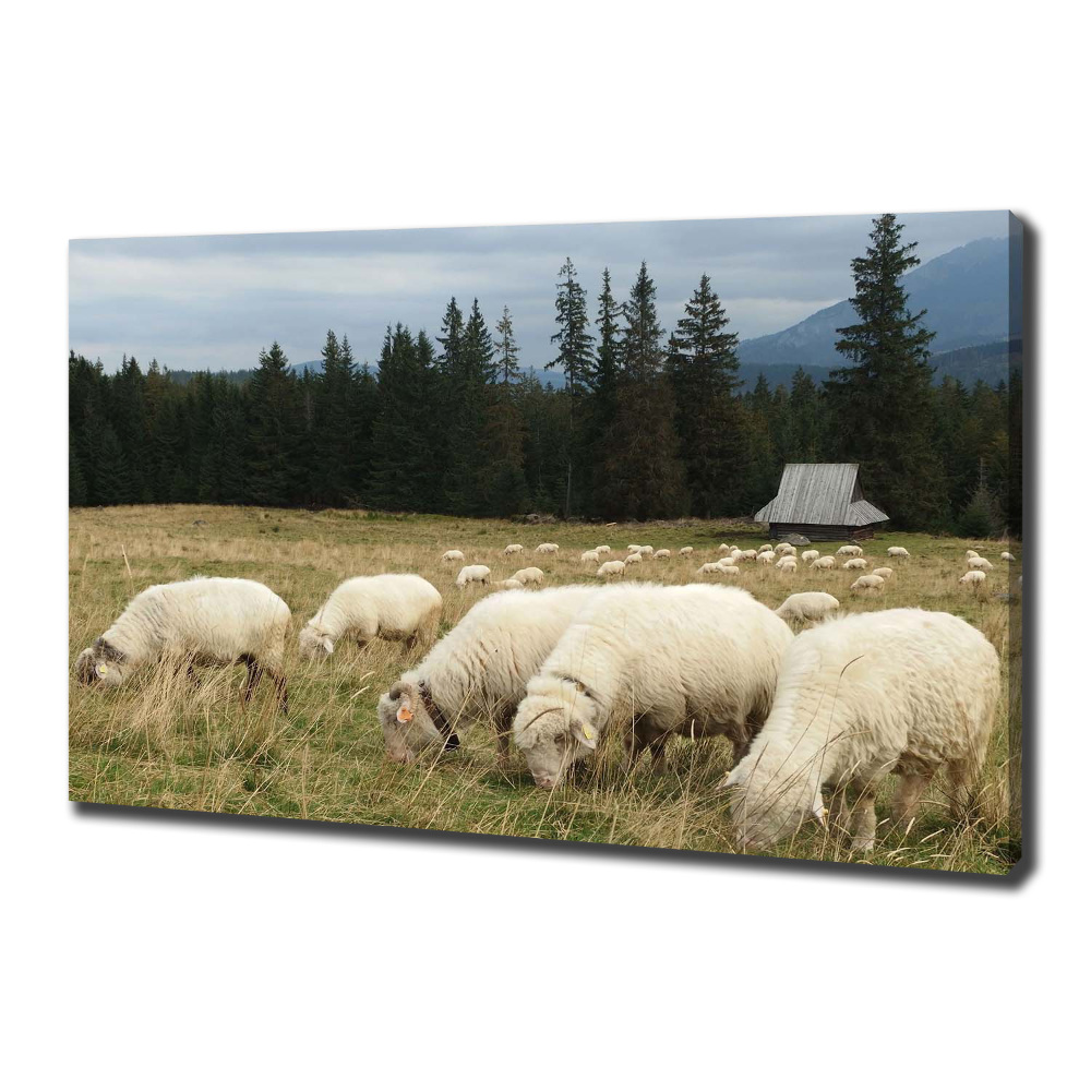 Foto obraz na plátně Pasící se ovce
