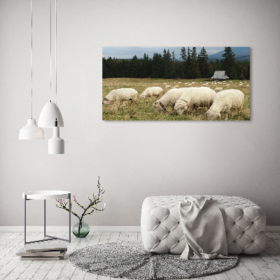 Foto obraz na plátně Pasící se ovce