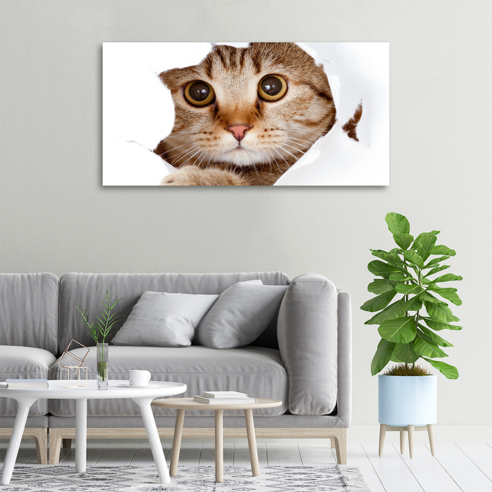 Foto obraz na plátně Kočka