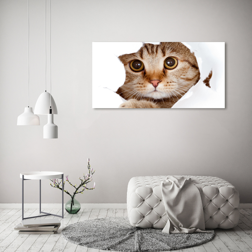Foto obraz na plátně Kočka