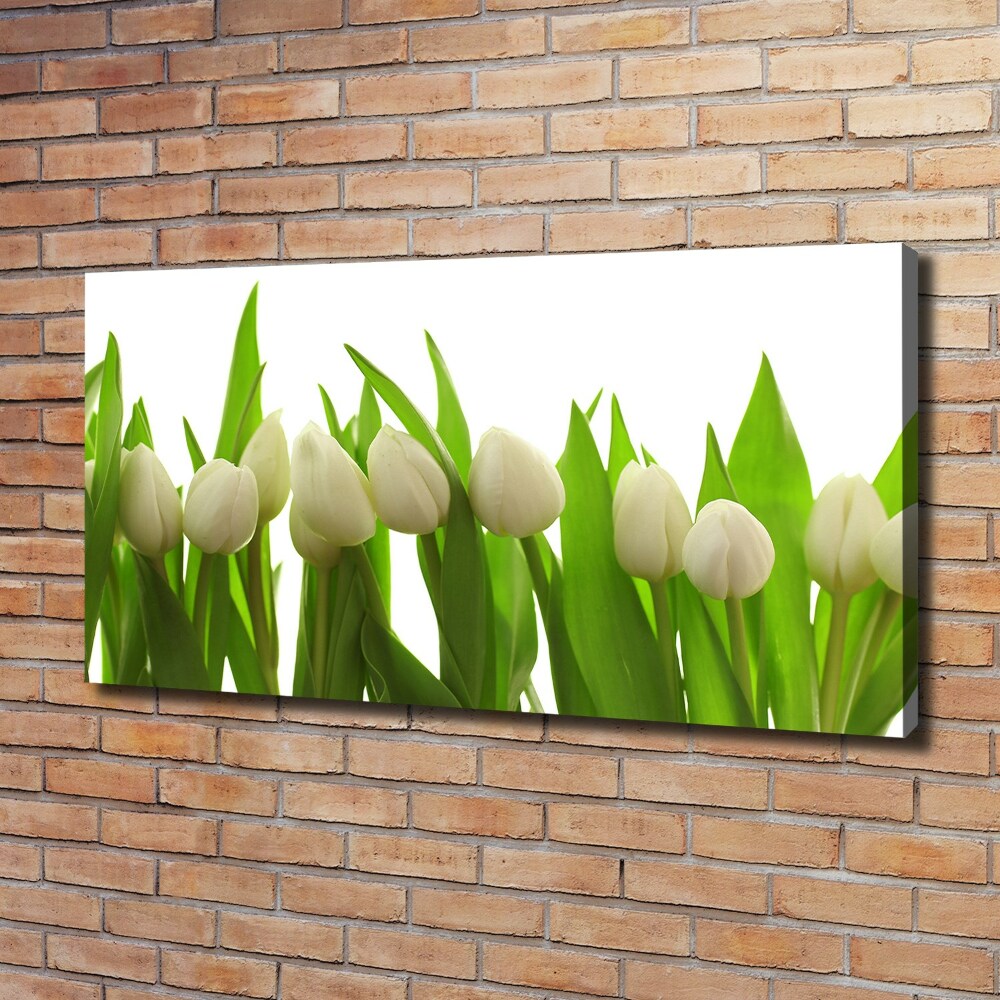 Foto obraz na plátně do obýváku Bílé tulipány