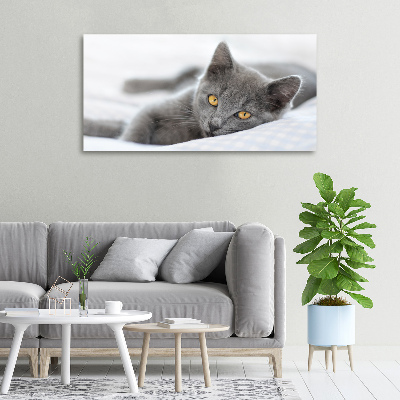 Foto obraz na plátně Šedá kočka