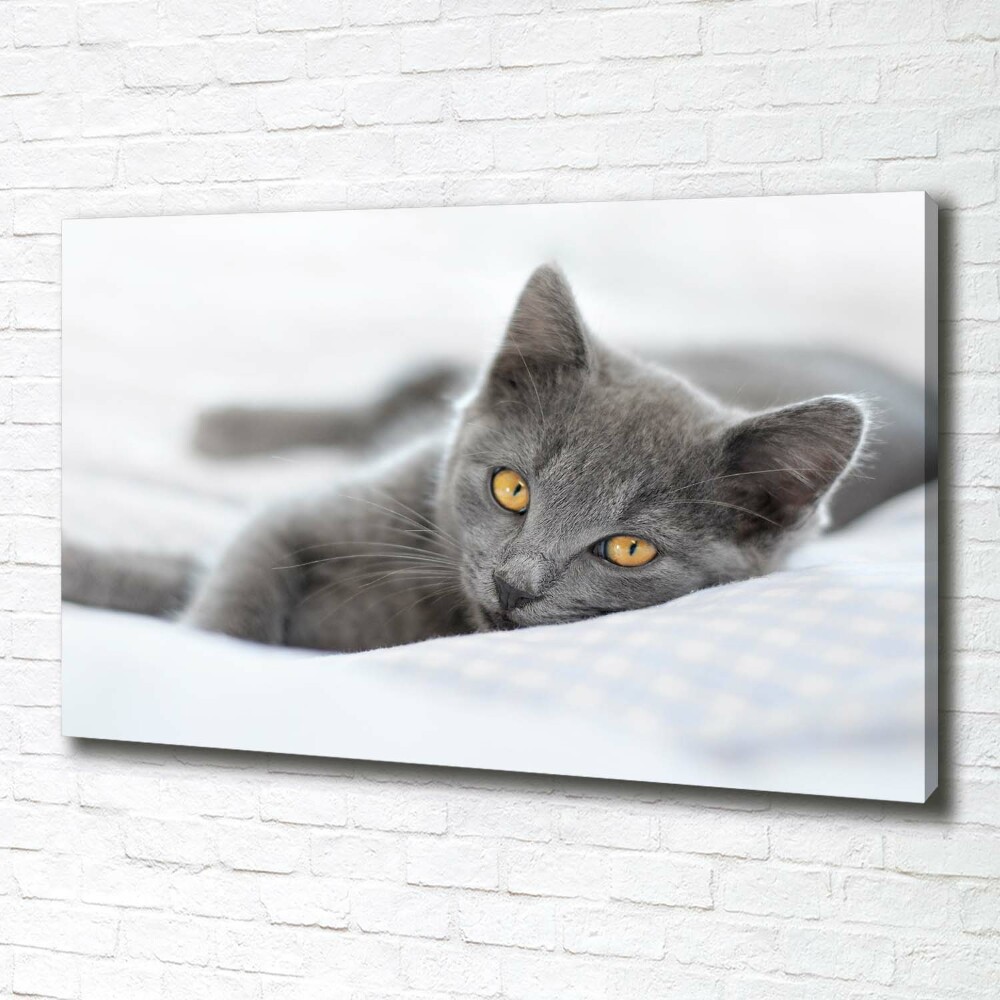 Foto obraz na plátně Šedá kočka
