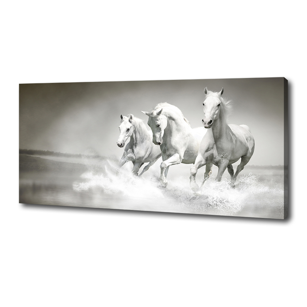 Foto obraz canvas Bílí koně