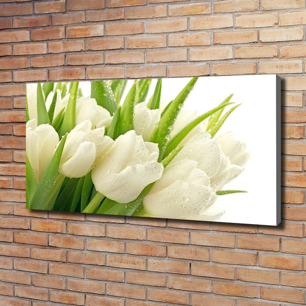 Foto obraz tištěný na plátně Bílé tulipány