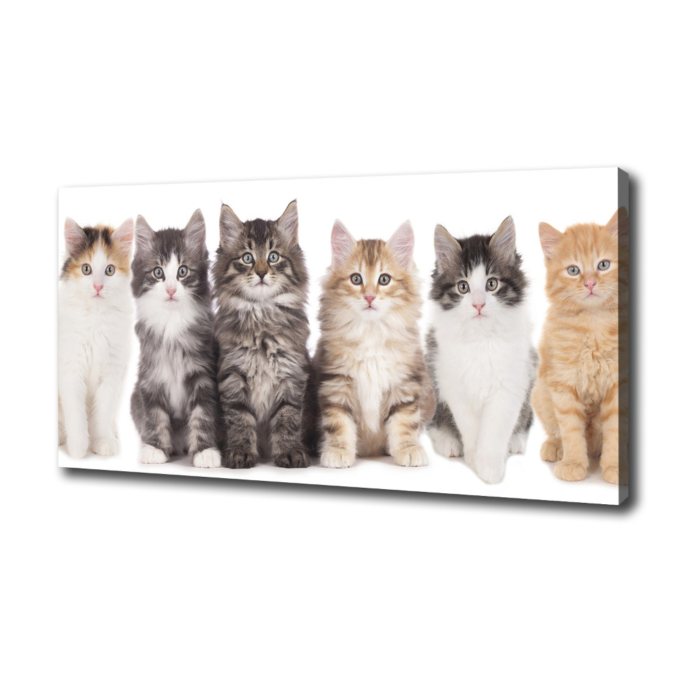 Foto obraz na plátně Šest koček