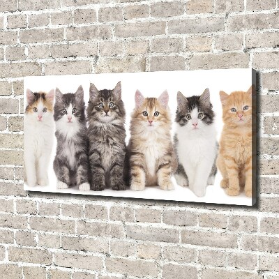 Foto obraz na plátně Šest koček