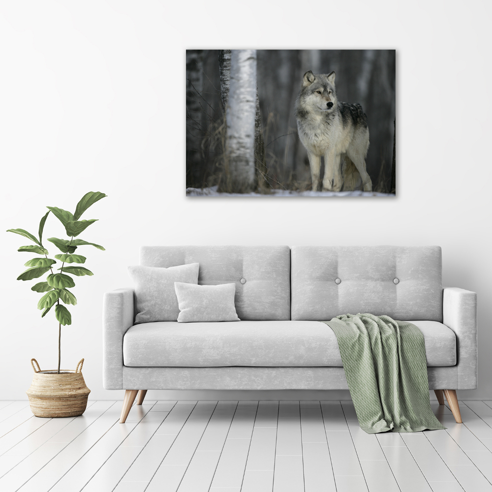 Foto obraz canvas Šedý vlk