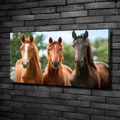 Moderní fotoobraz canvas na rámu Tři koně