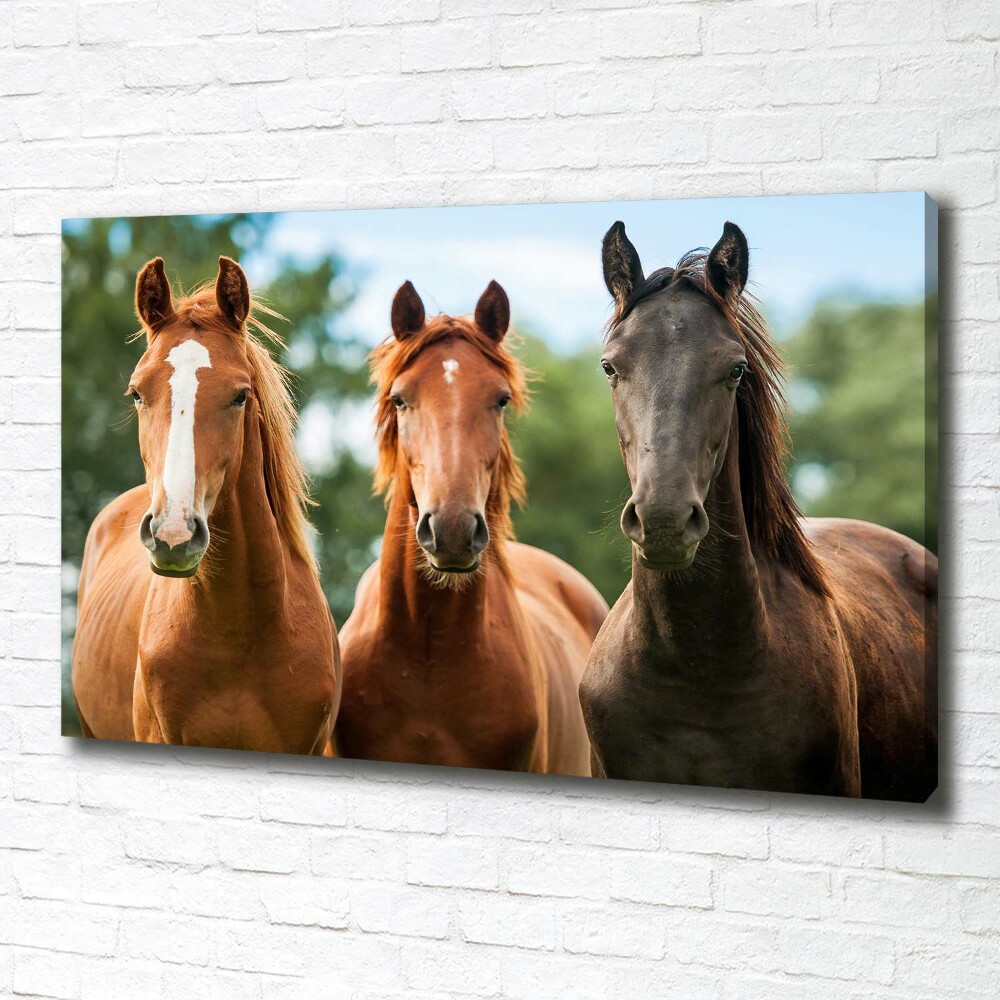 Moderní fotoobraz canvas na rámu Tři koně