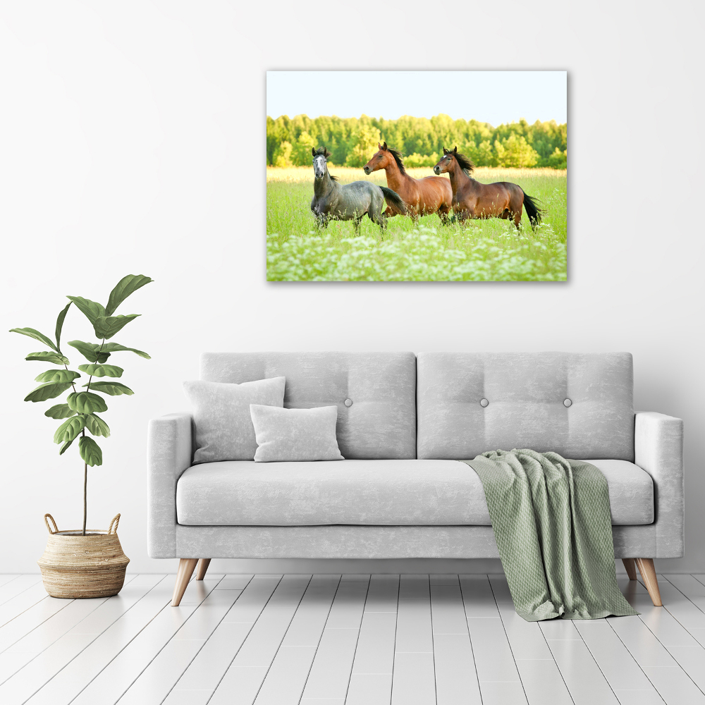 Foto obraz na plátně Koně ve cvalu