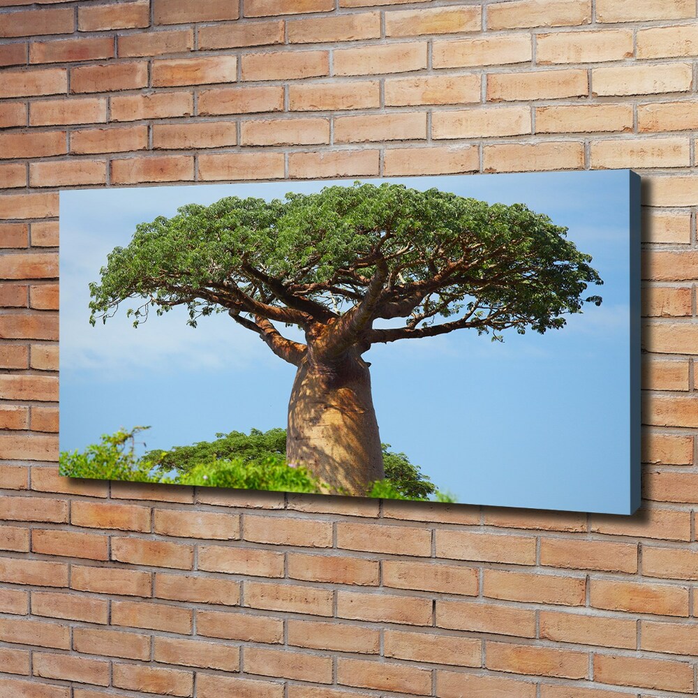 Foto obraz na plátně do obýváku Baobav