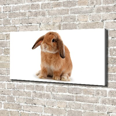 Foto obraz na plátně Červený králík
