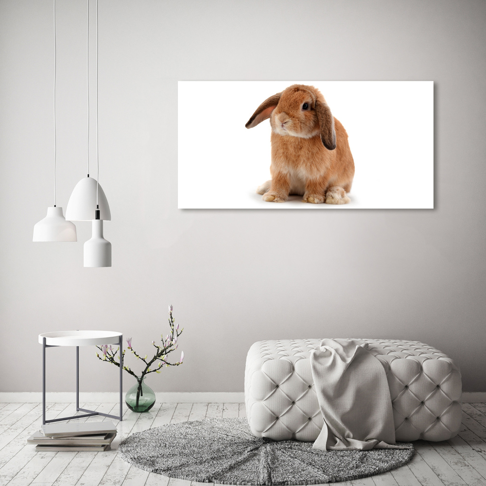 Foto obraz na plátně Červený králík