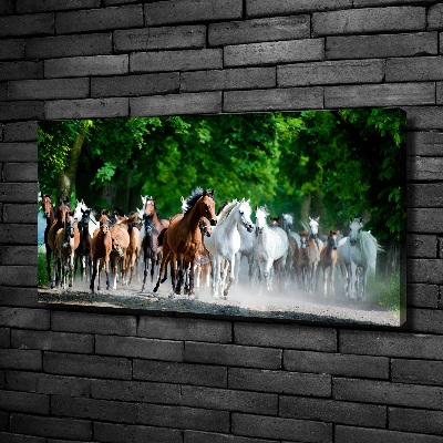 Foto obraz na plátně Koně ve cvalu