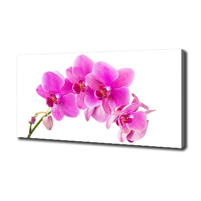 Foto obraz na plátně Růžová orchidej