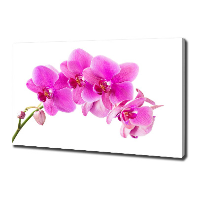 Foto obraz na plátně Růžová orchidej