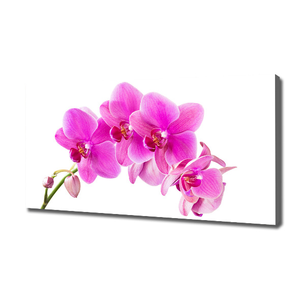 Foto obraz na plátně Růžová orchidej