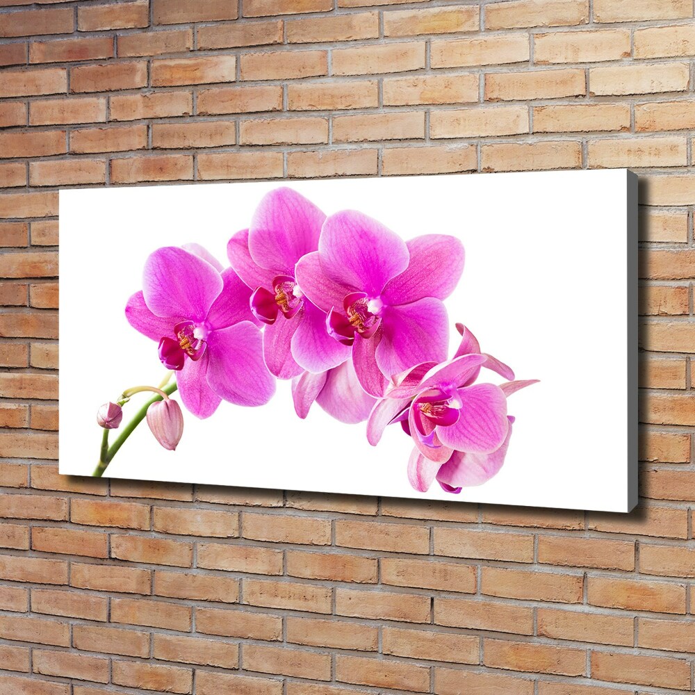 Foto obraz na plátně Růžová orchidej