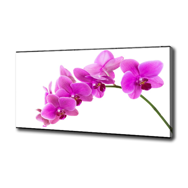 Foto obraz na plátně Růžová orchidej